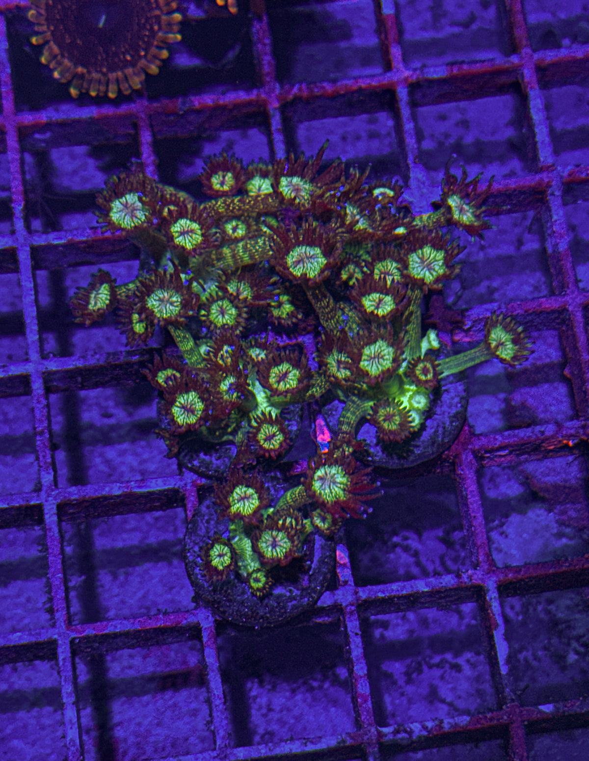 Glitter Goni “small” (WYSIWYG)