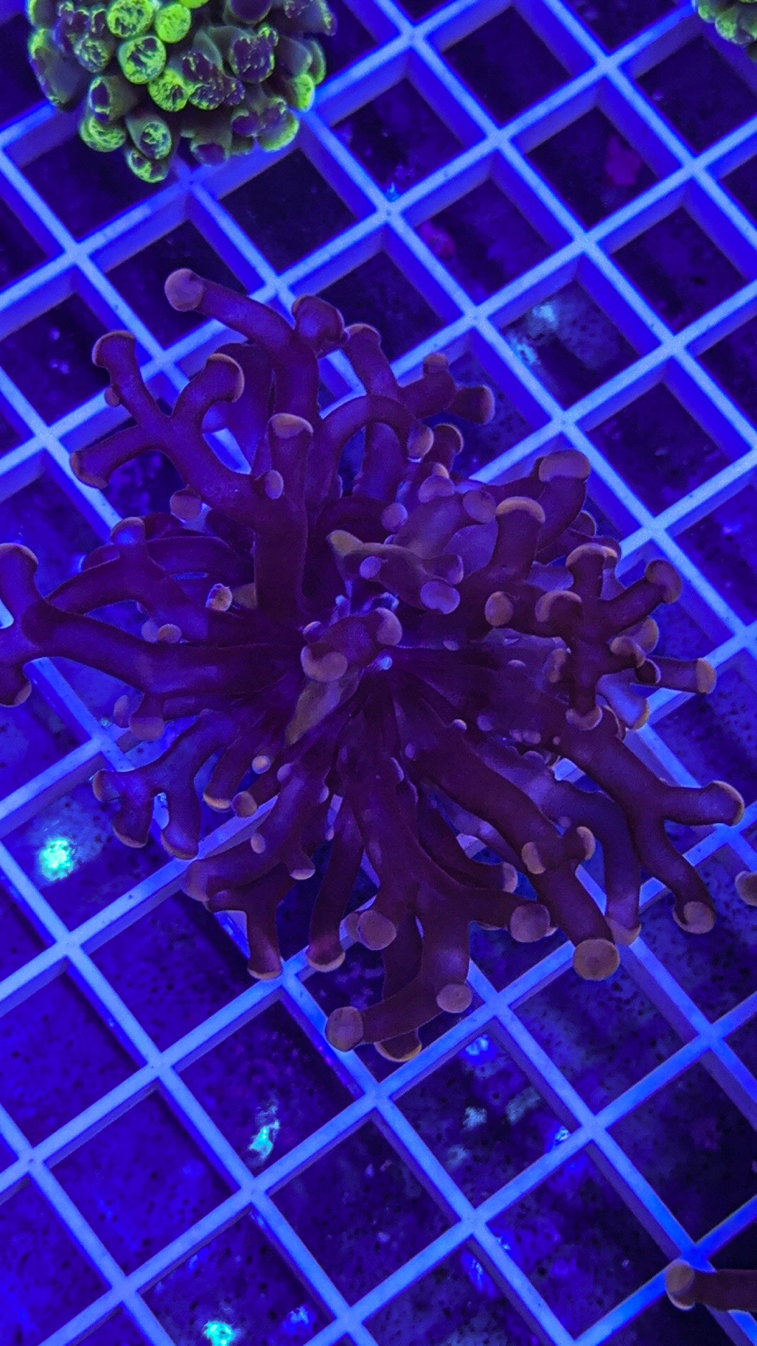 Pink Frogspawn (WYSIWYG)