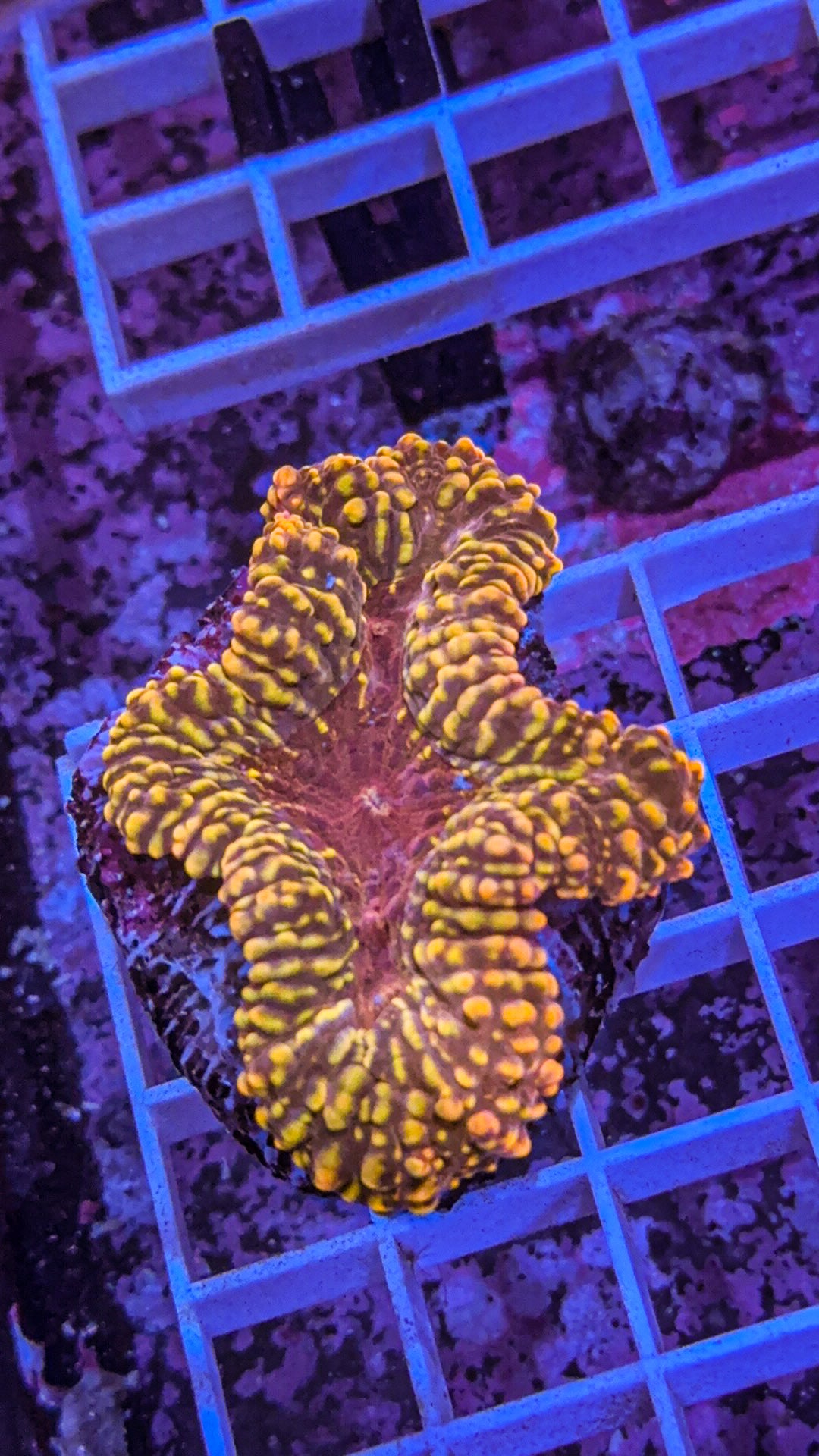 Yellow Speckled Lobo (WYSIWYG)