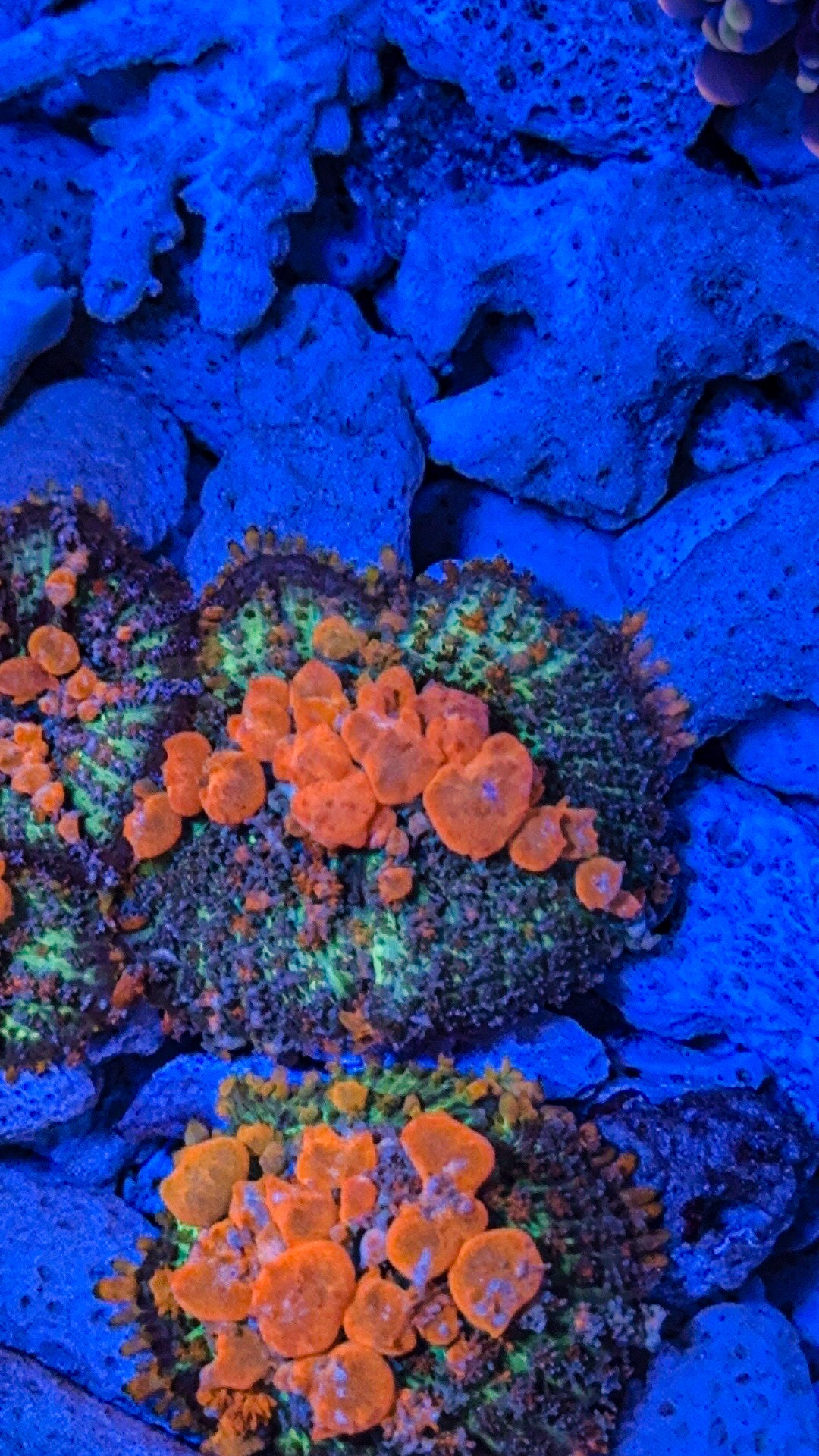 Sunkist Bounce Mushroom (WYSIWYG)