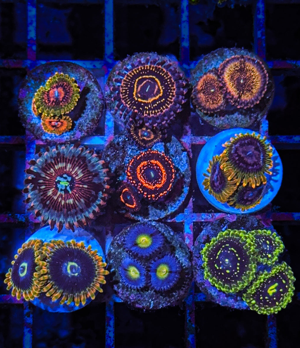 Zoa’s, Mushrooms & Soft Coral