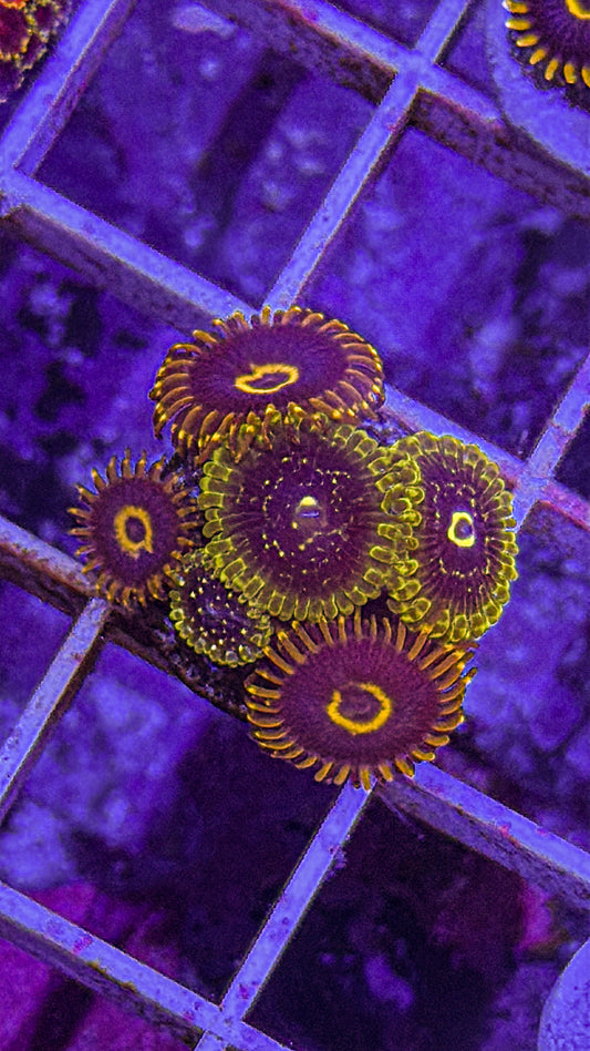Purple Hornets/Exosphere Zoas (WYSIWYG)