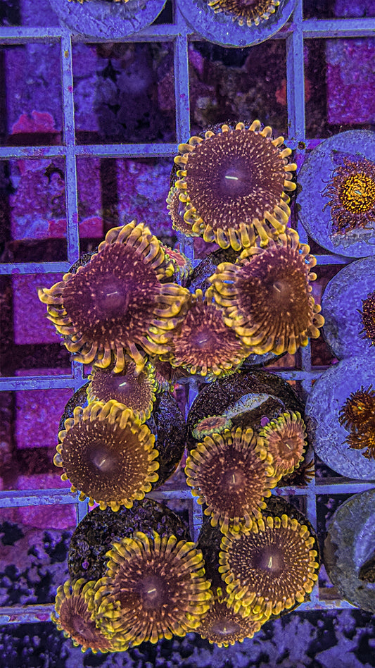 Pink Medallion Zoa (WYSIWYG)