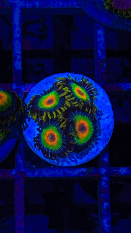 Rasta Zoa (WYSIWYG)