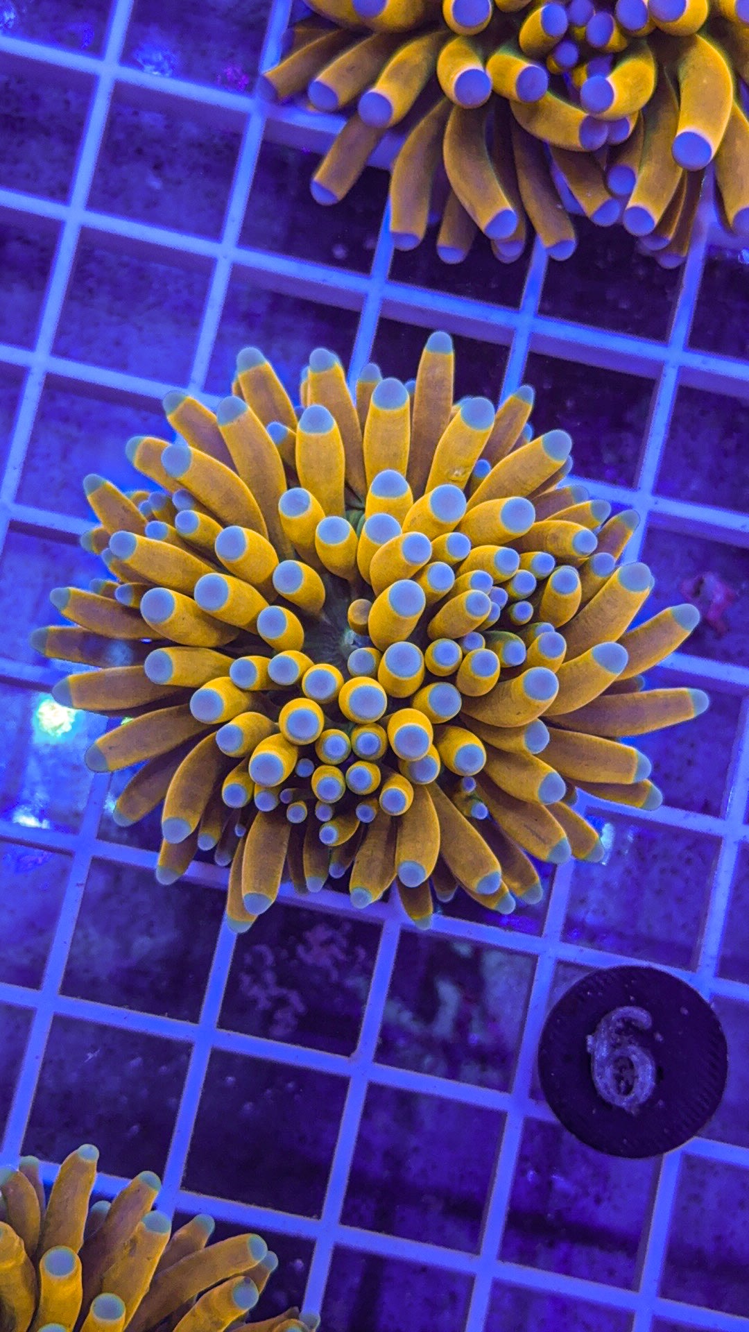 Banana Grail Torch #6 (WYSIWYG)