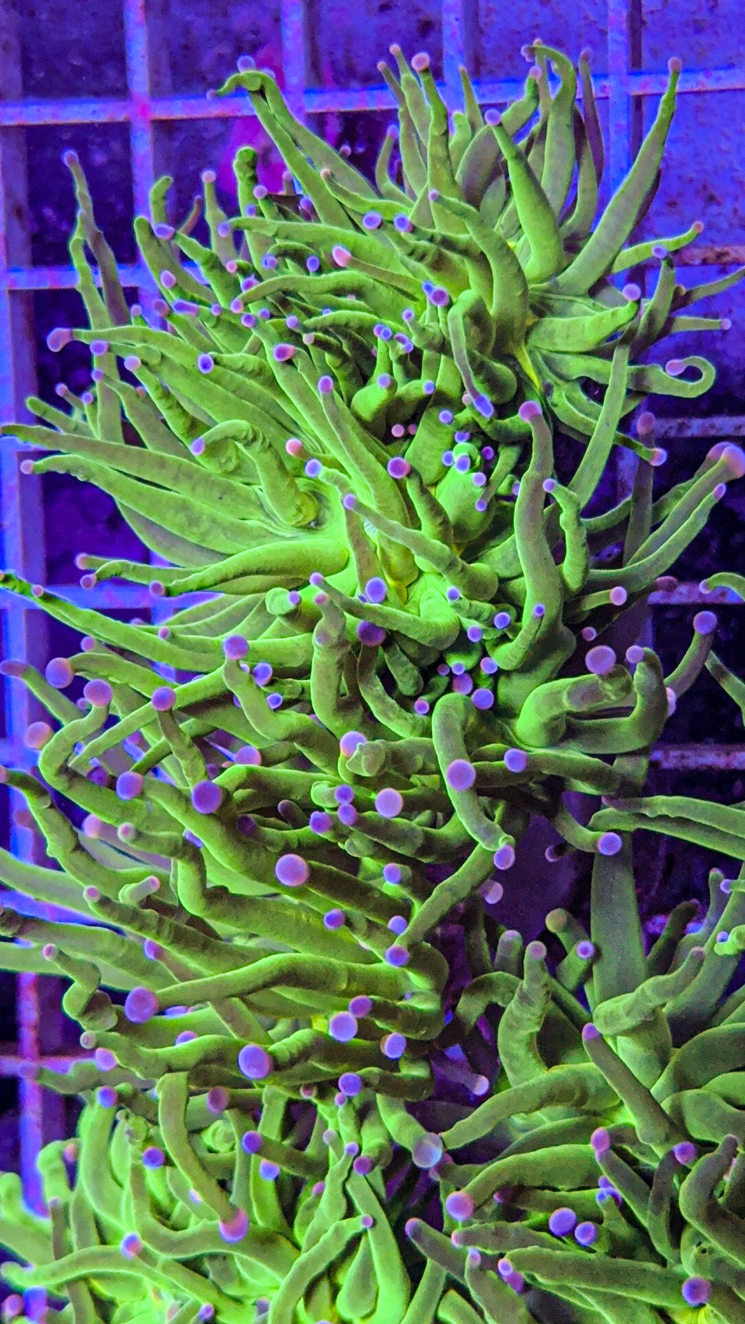 Cotton Candy Torch (WYSIWYG)