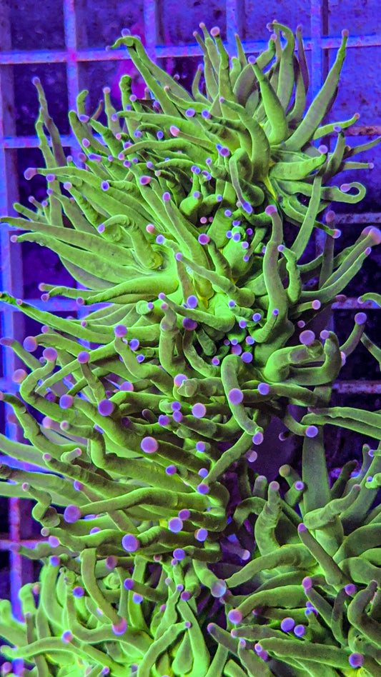 Cotton Candy Torch (WYSIWYG)