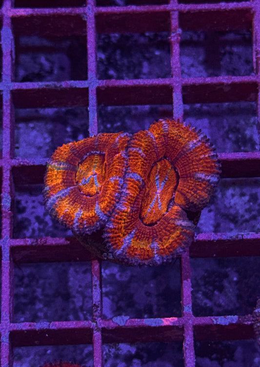 Rainbow Acan (WYSIWYG)
