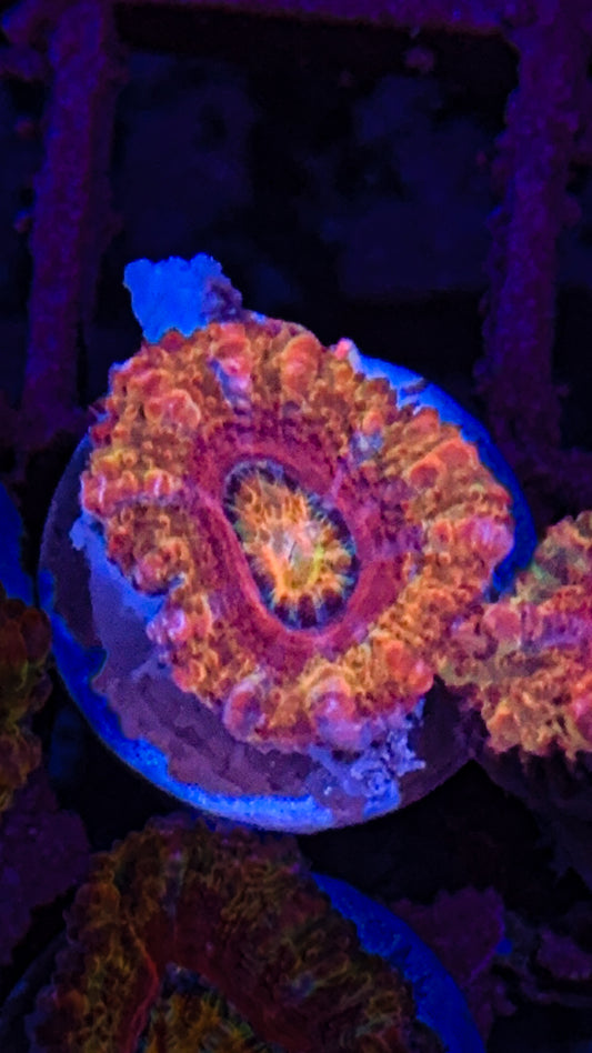 Rainbow Acan (WYSIWYG)