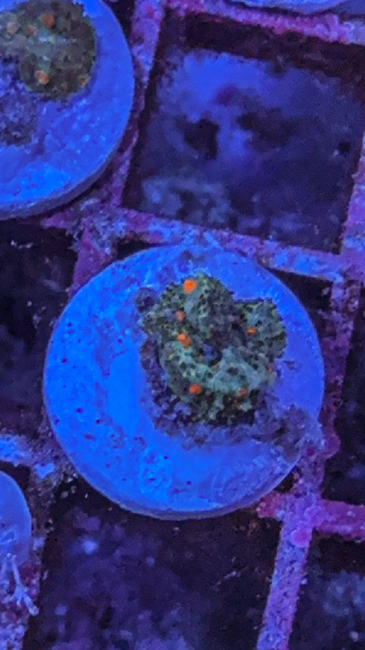 Wild Bounce Mushroom (WYSIWYG)