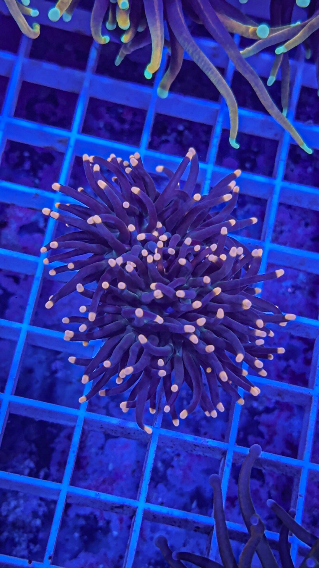 Pink Tip Torch (WYSIWYG)