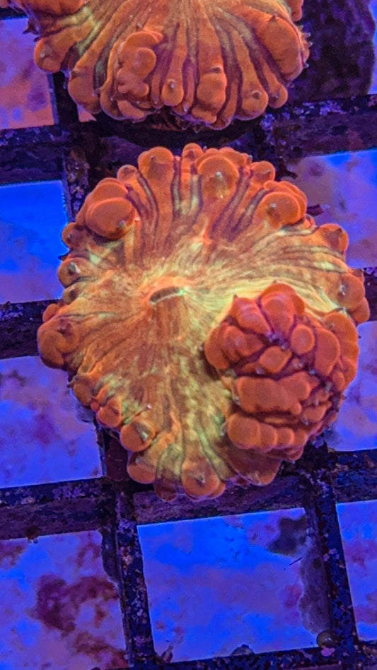 WWC Rainbow Blasto (WYSIWYG)