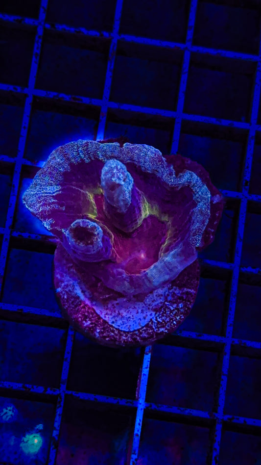 WCC Frost Tip Rainbow Pectinia (WYSIWYG)
