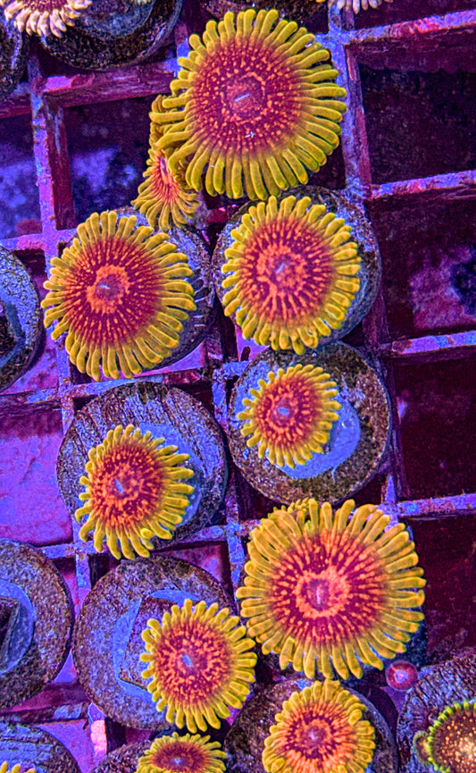 Predator Zoas (WYSIWYG)