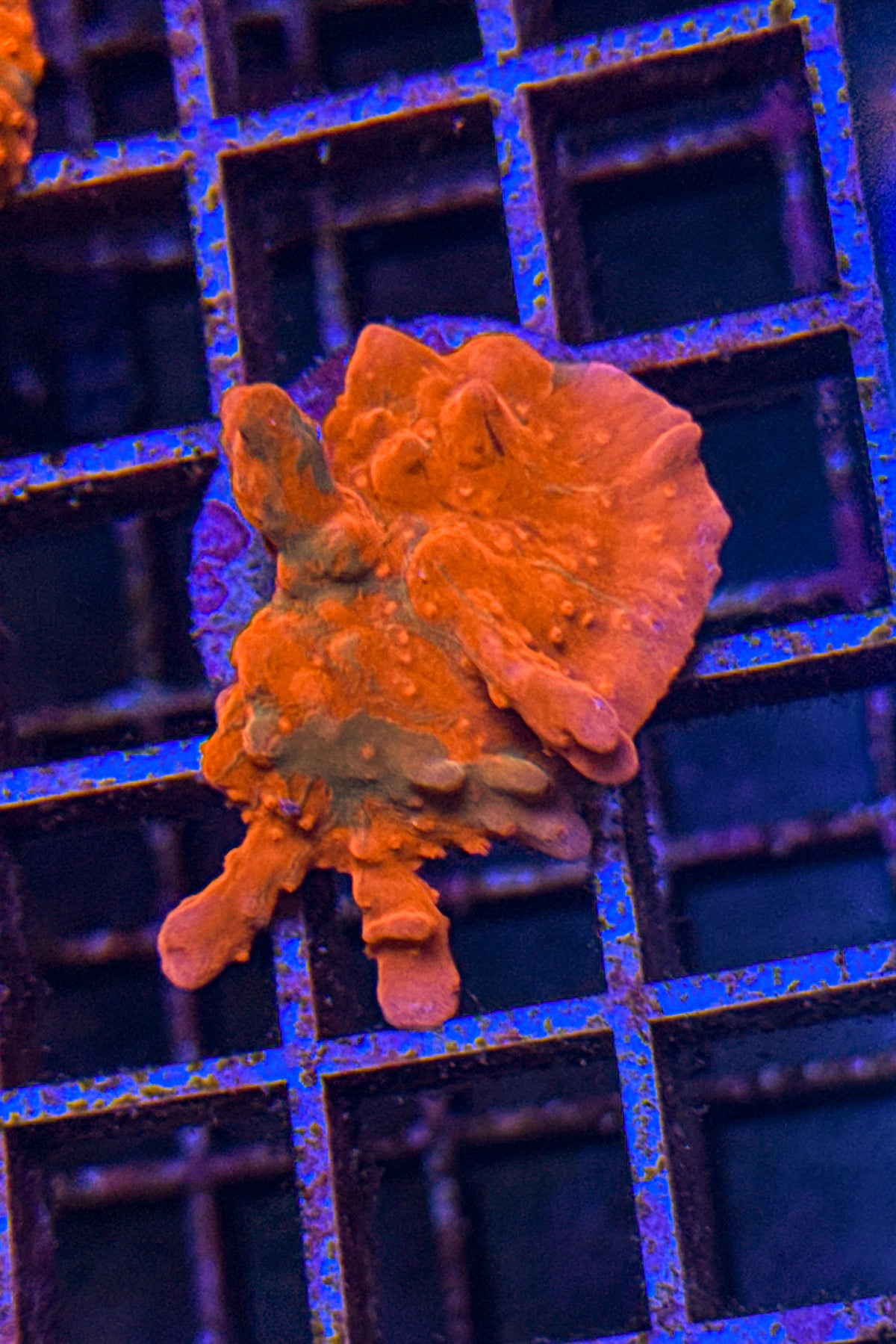 TSA Grafted Setosa (WYSIWYG)