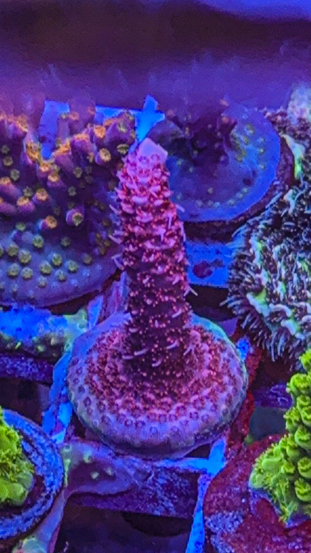 2GC Redwing Milli (WYSIWYG)