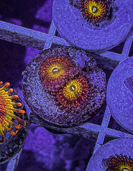 Krak God Zoas (WYSIWYG)