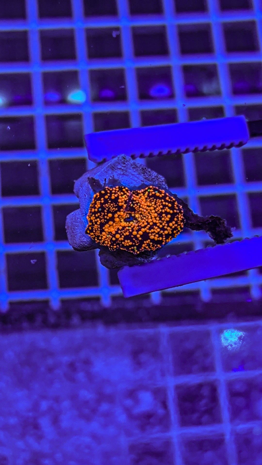 Interstellar Mushroom Coral (WYSIWYG)