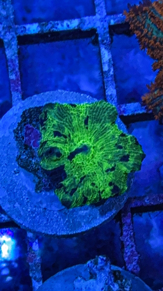 Kryptonite Jawbreaker Mushroom Coral (WYSIWYG)