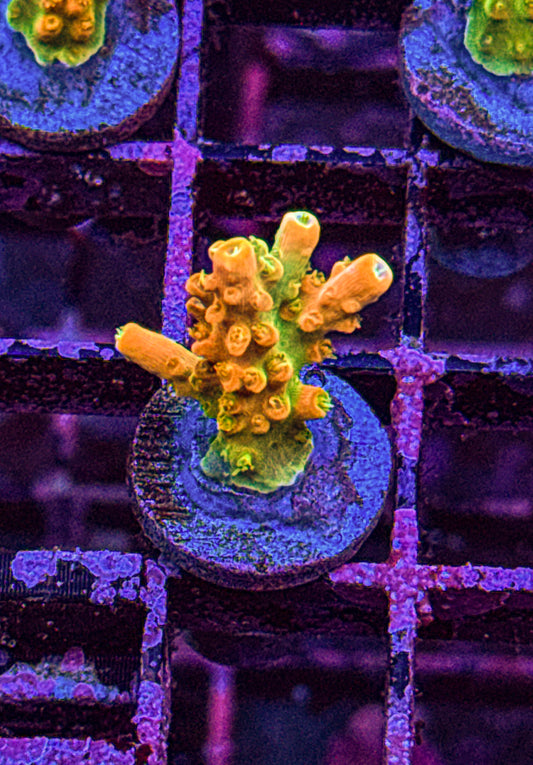 TGC Tropicana Acro (WYSIWYG)