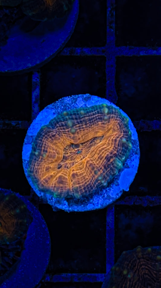 Orange Center Lobo (WYSIWYG)
