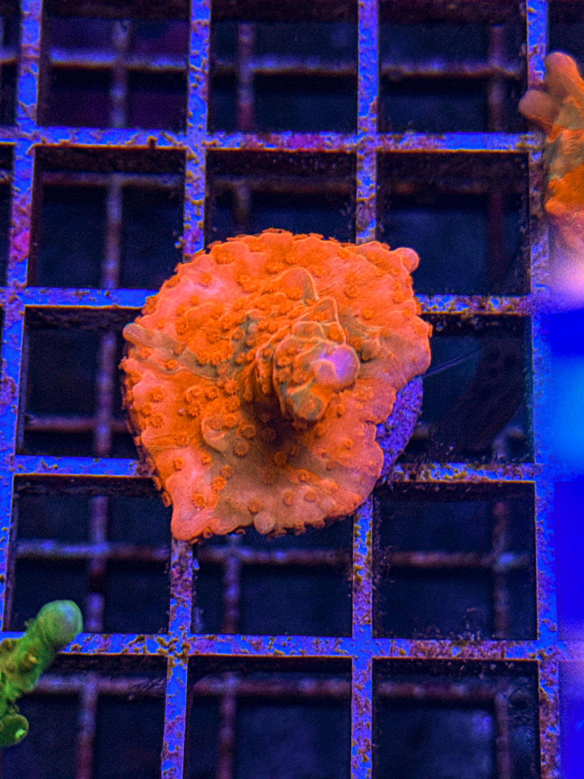 TSA Grafted Setosa (WYSIWYG)