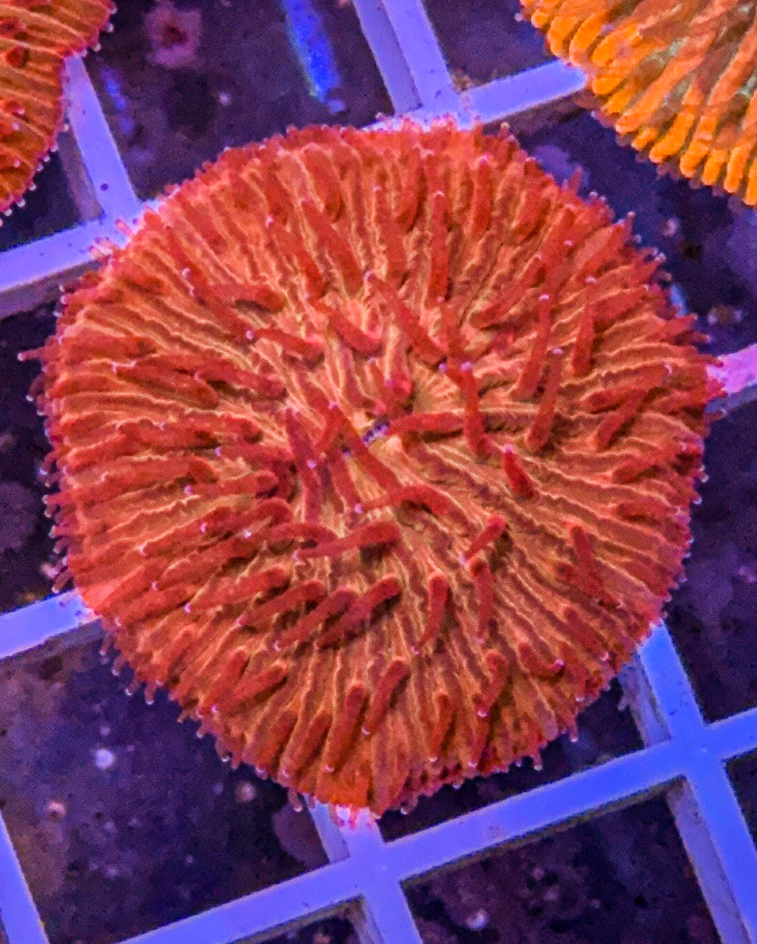 Bloodshot Fungia (WYSIWYG)