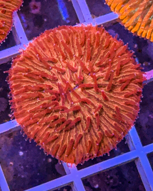 Bloodshot Fungia (WYSIWYG)