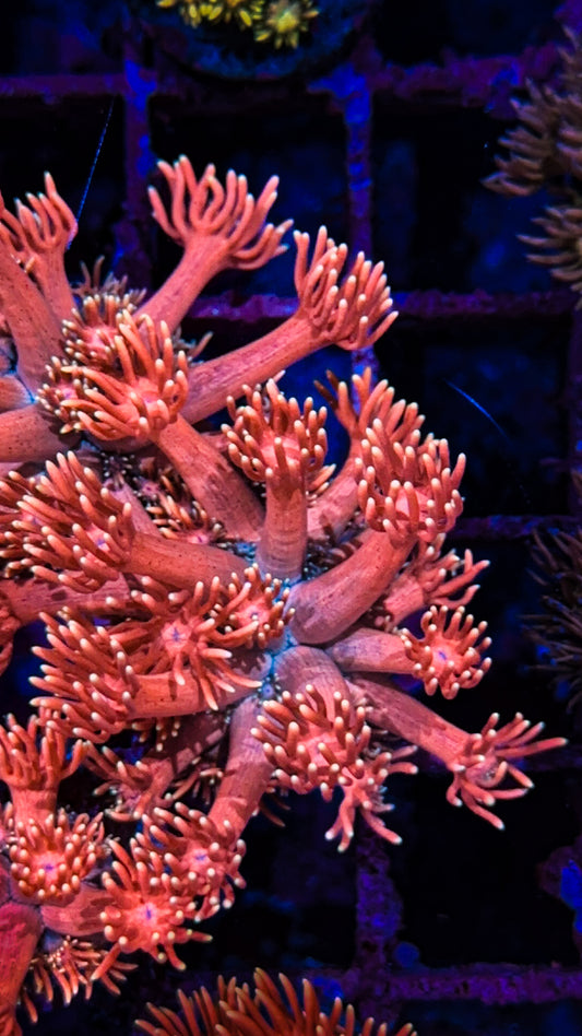 Gold Tip Goniopora