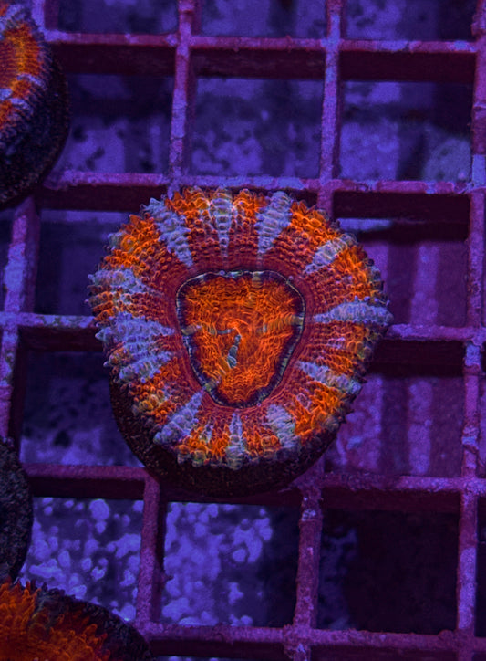 Rainbow Acan (WYSIWYG)