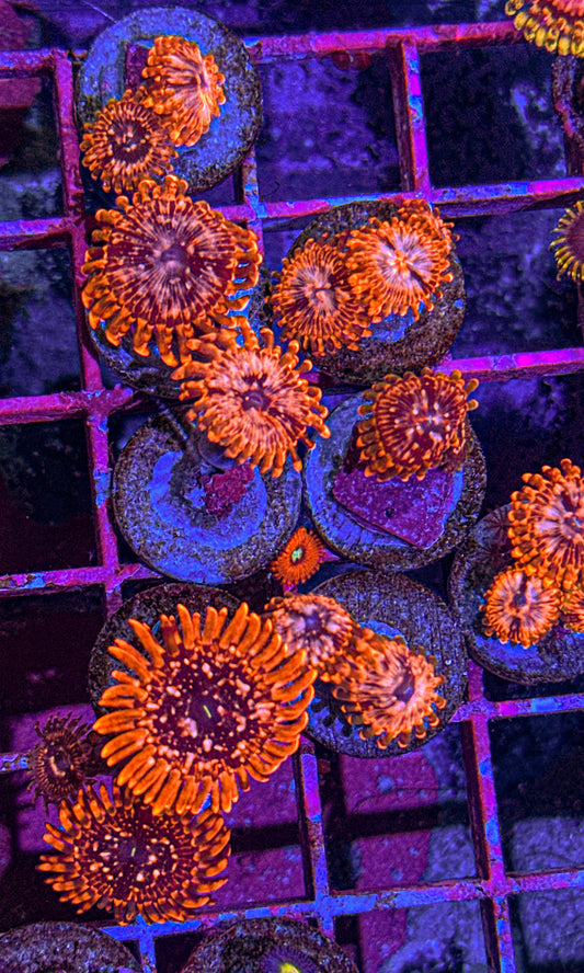 Utter Chaos Zoa (WYSIWYG)