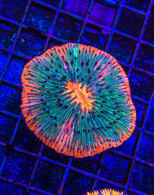 Unique Fungia (WYSIWYG)