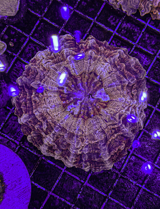 Ultra Acanthophyllia (WYSIWYG)