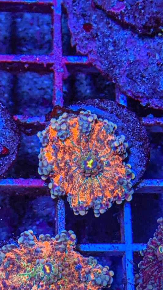 Rainbow Yuma (WYSIWYG)