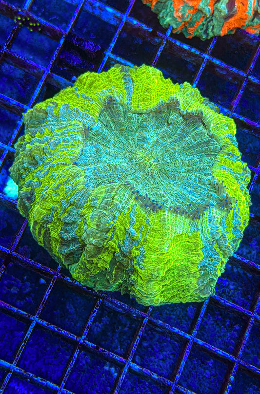 Acanthophyllia (WYSIWYG)