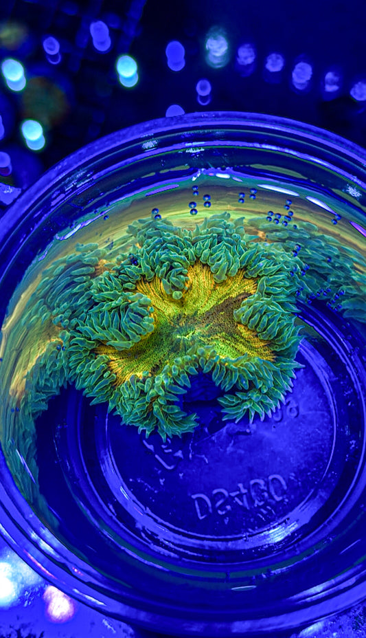 Ultra Rock Flower Anemone (WYSIWYG)