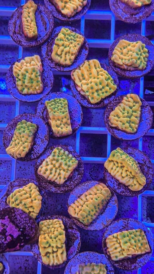 Beach Bum Montipora (WYSIWYG)