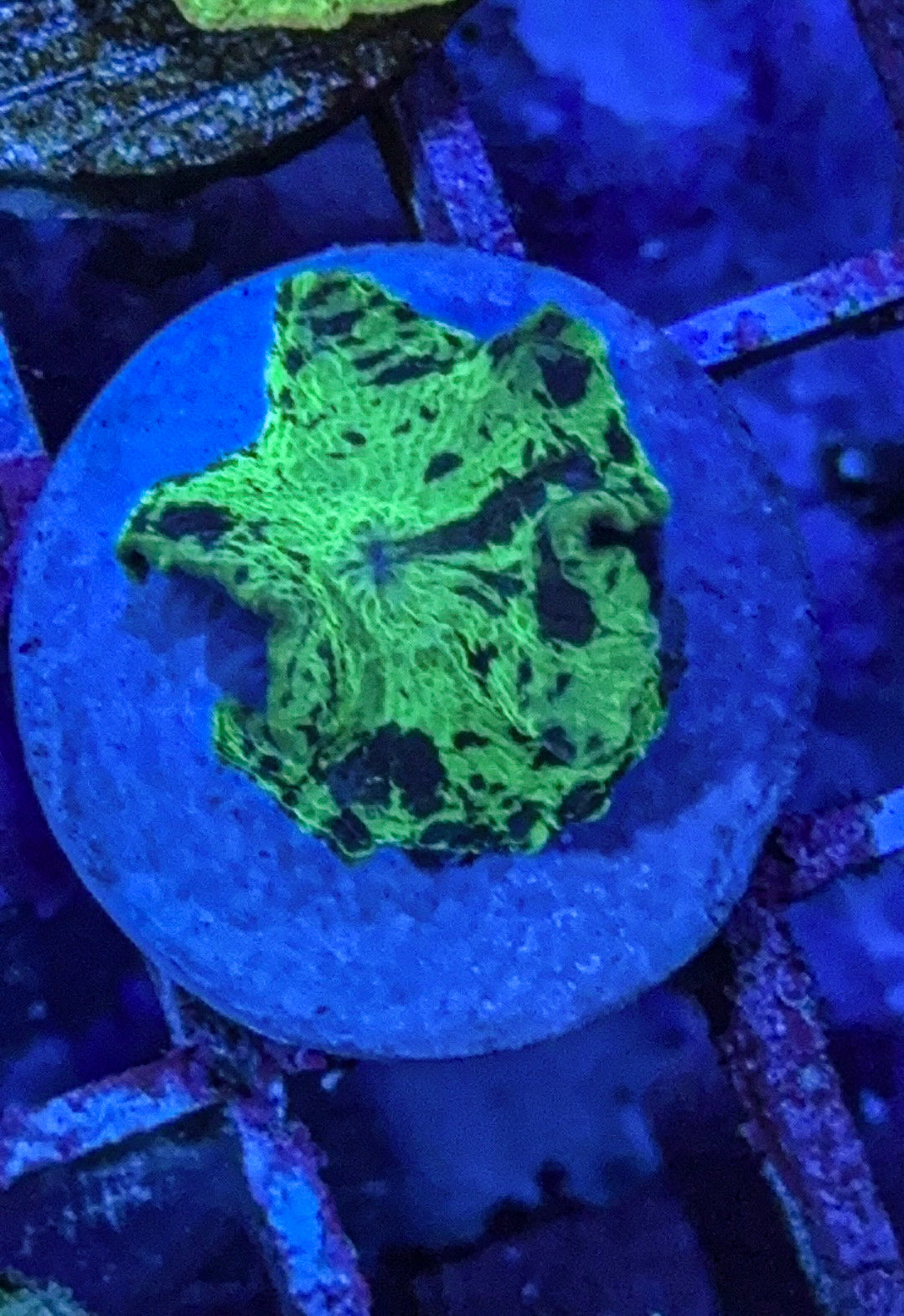 Kryptonite Jawbreaker Mushroom Coral (WYSIWYG)