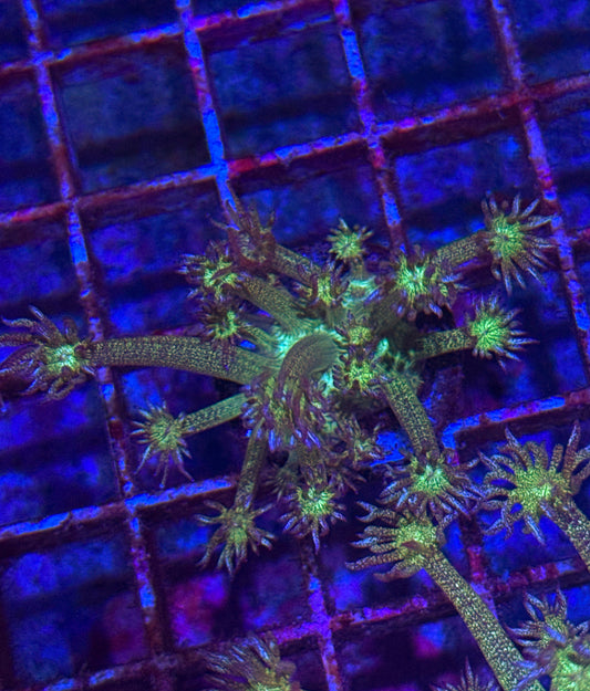 Blue Tip Glitter Goni (WYSIWYG)