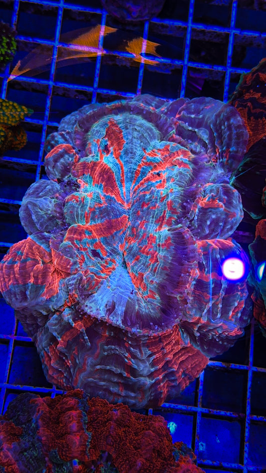 Acanthophyllia (WYSIWYG)