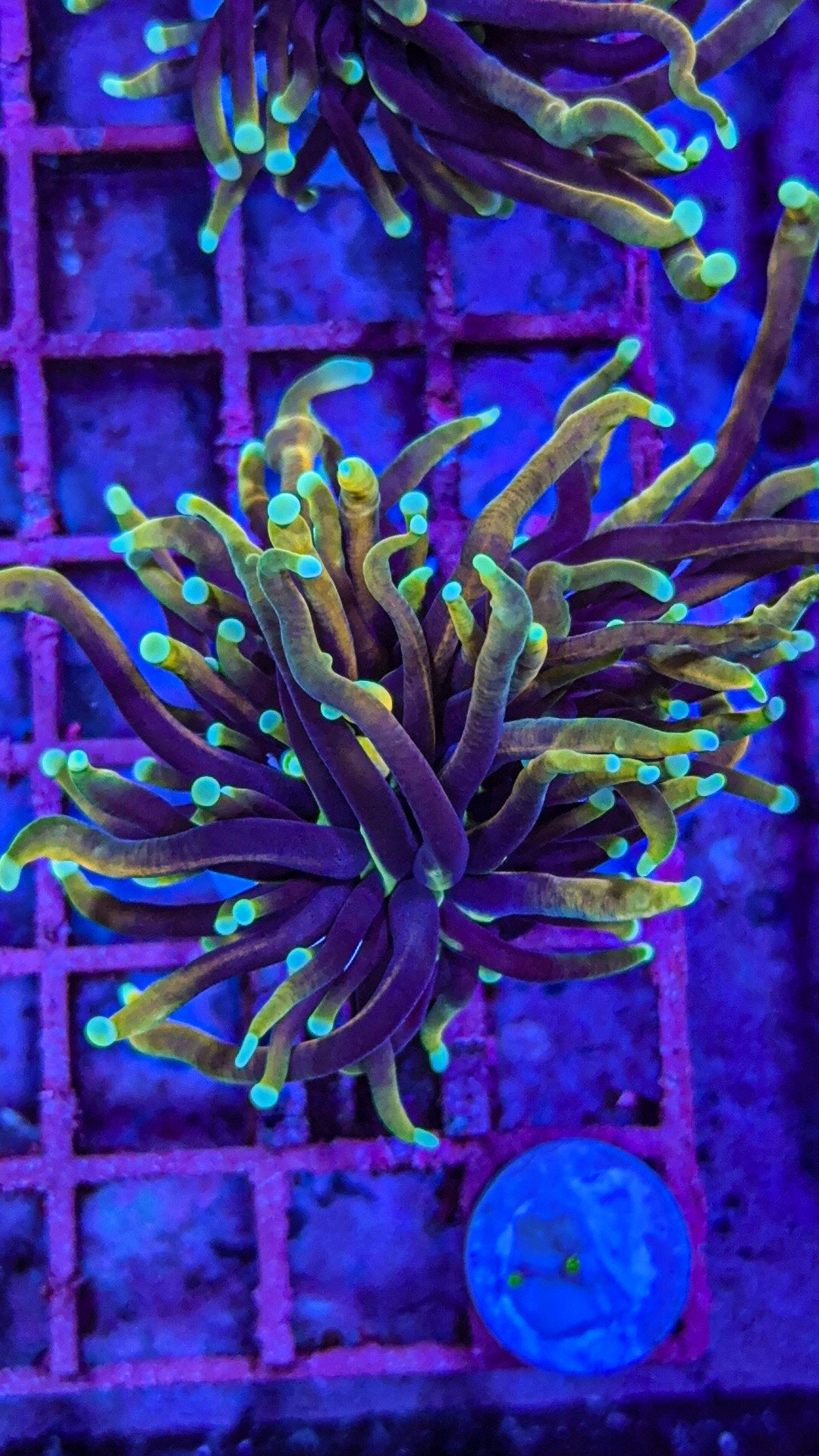 CC21 Tails Torch (WYSIWYG)