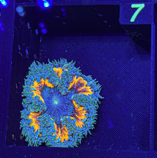 Ultra Rock Flower Anemone (WYSIWYG)