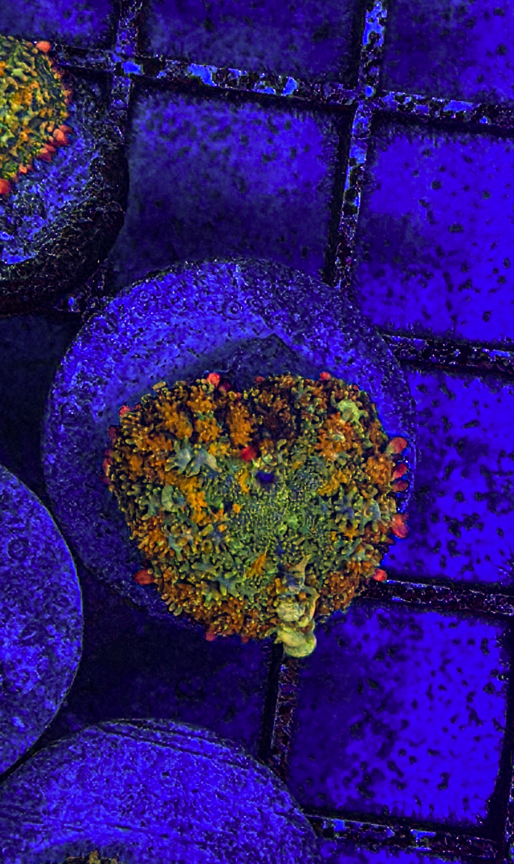 OT7 Bounce Mushroom (WYSIWYG) – Wine Country Corals