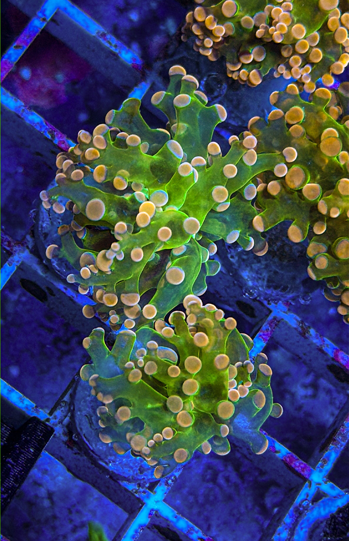 Pink Tip Frogspawn Small (WYSIWYG)