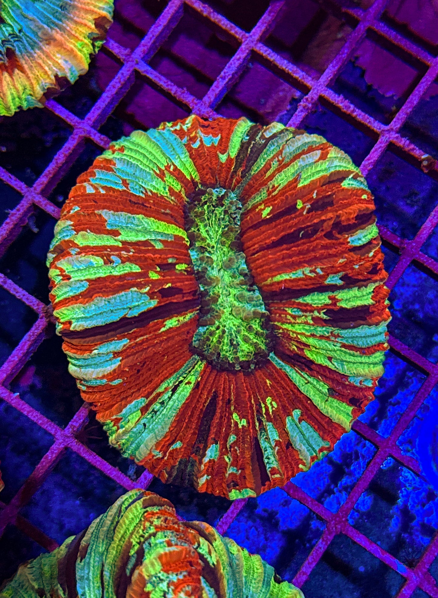 Rainbow Paint Splatter Trachy (WYSIWYG)