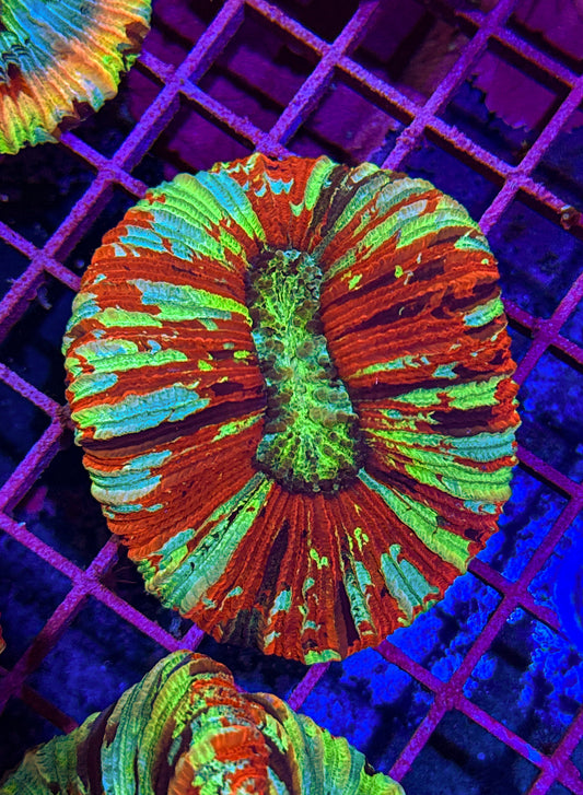 Rainbow Paint Splatter Trachy (WYSIWYG)