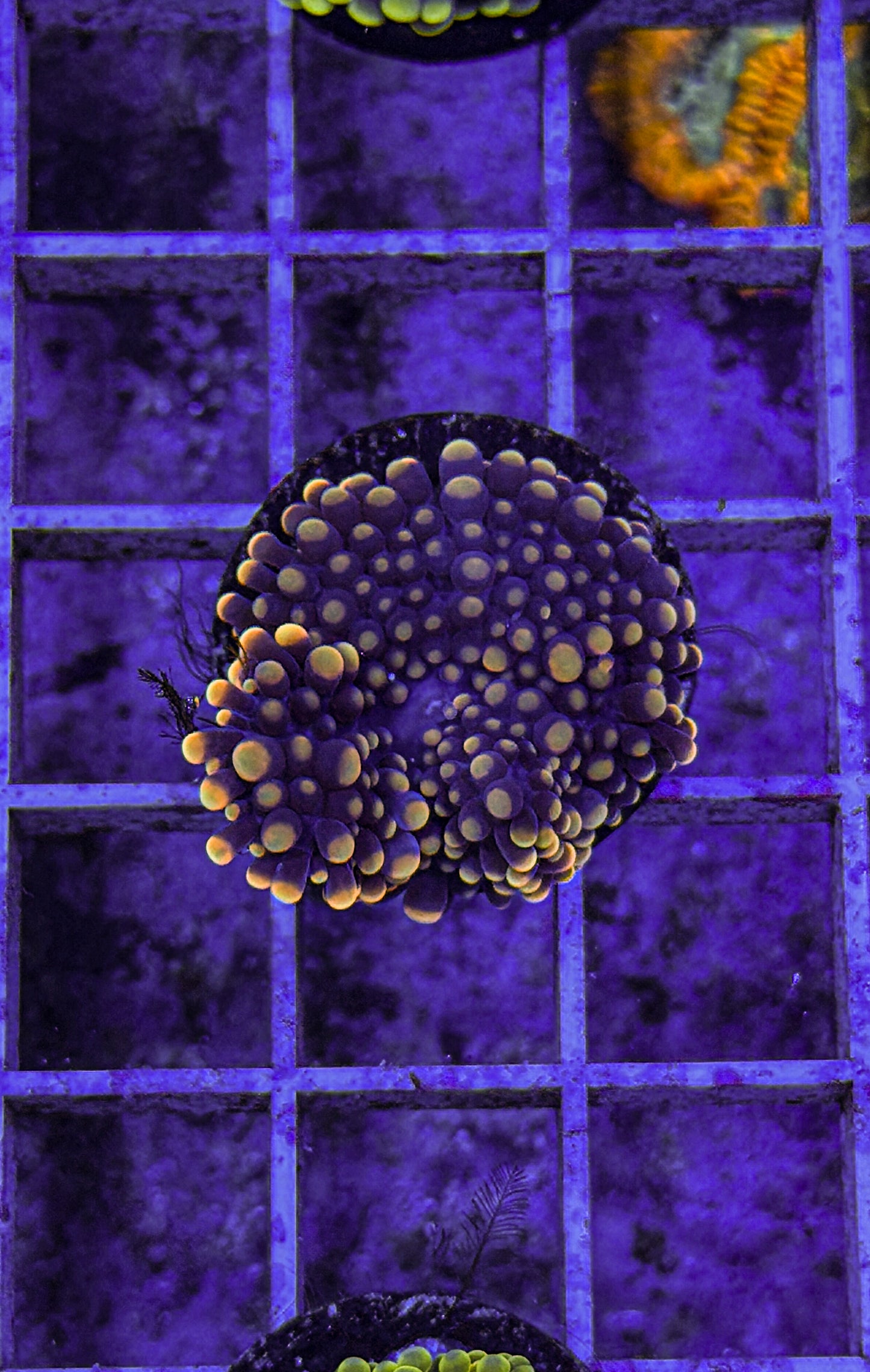 Malaysian Bounce Yuma (WYSIWYG)