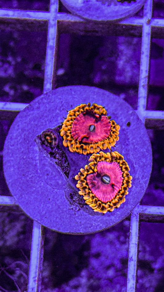 Pink Diamond Zoas (WYSIWYG)