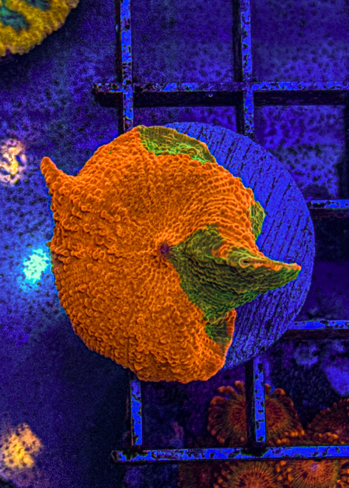 Candy Crush Jawbreaker Mushroom (WYSIWYG)