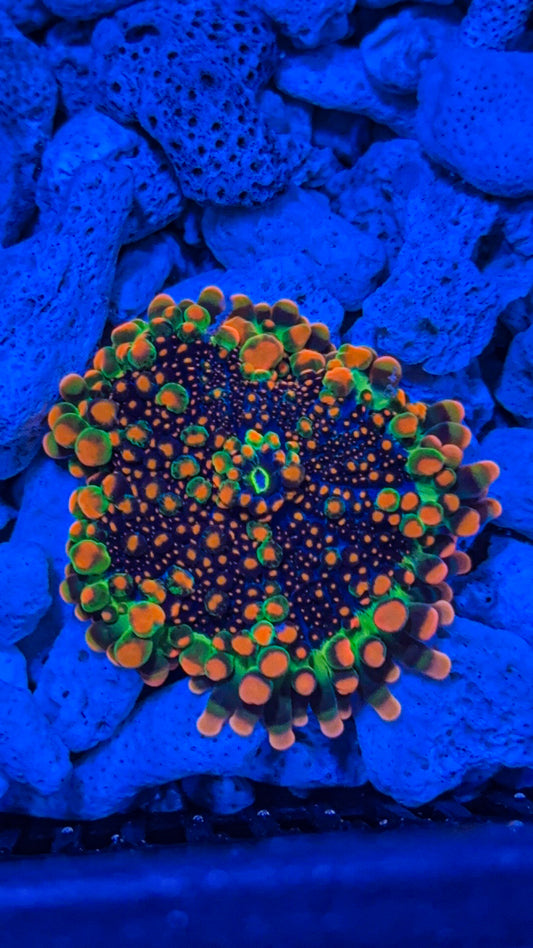 OG Godzilla Yuma (WYSIWYG)